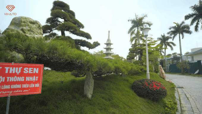 Khu vườn bao quanh căn biệt thự của phó chủ tịch: Có cây dài đến 12m, tuổi thọ lên tới 450 năm - Ảnh 6.