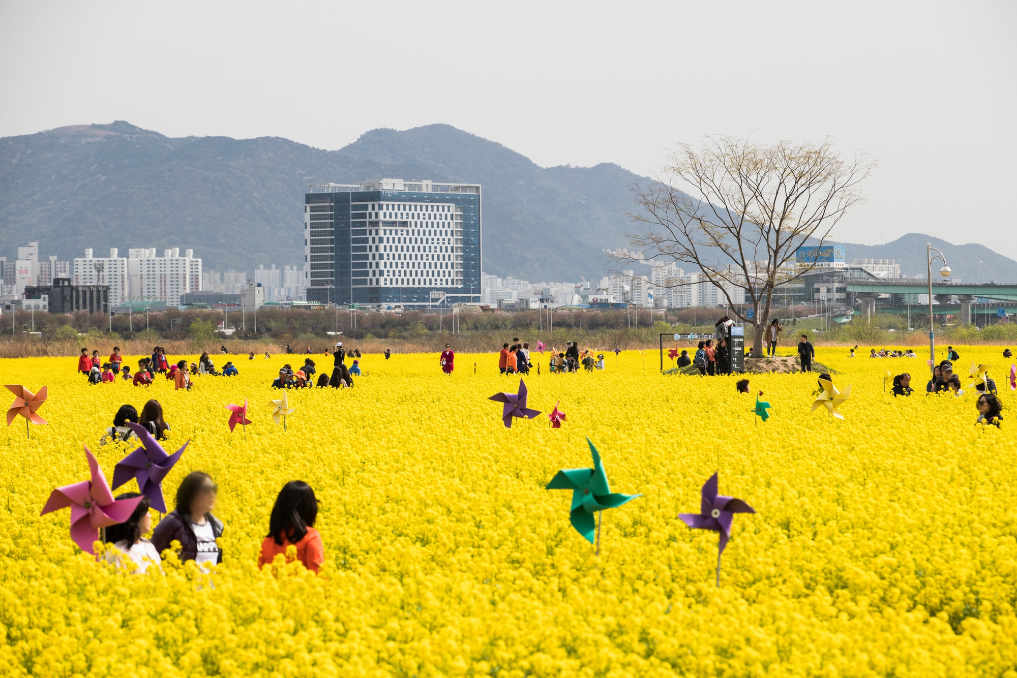 Cẩm nang cho người chơi hệ 'hoa lá cành' khi Hàn Quốc vào Xuân - Ảnh 13.