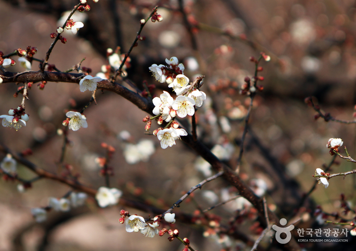 Cẩm nang cho người chơi hệ 'hoa lá cành' khi Hàn Quốc vào Xuân - Ảnh 19.