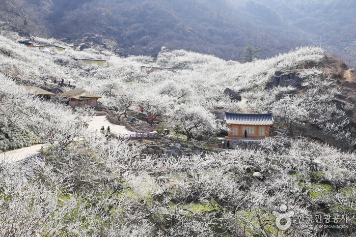 Cẩm nang cho người chơi hệ 'hoa lá cành' khi Hàn Quốc vào Xuân - Ảnh 21.