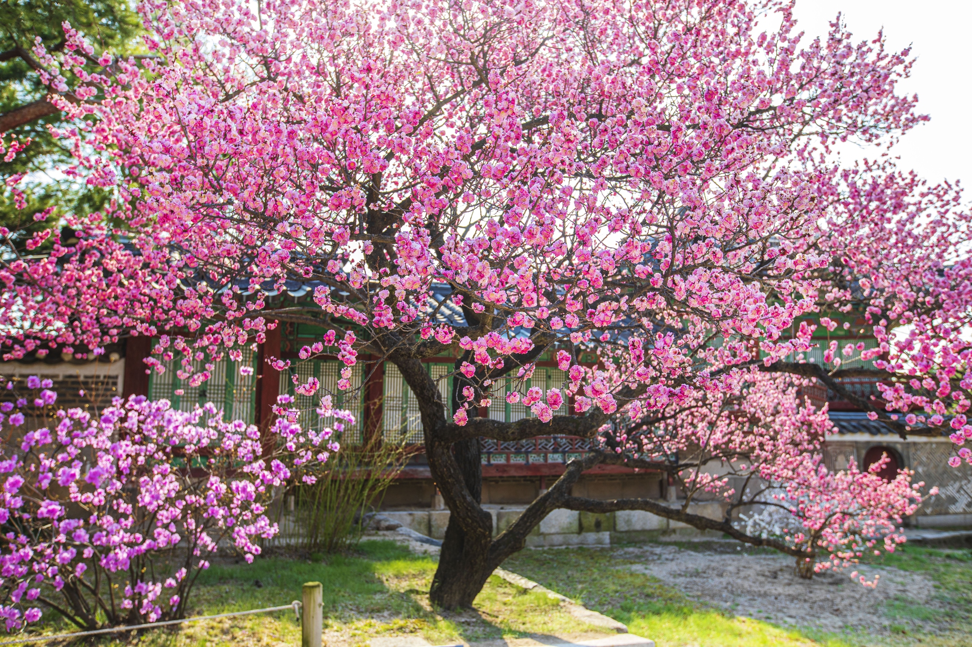 Cẩm nang cho người chơi hệ 'hoa lá cành' khi Hàn Quốc vào Xuân - Ảnh 3.