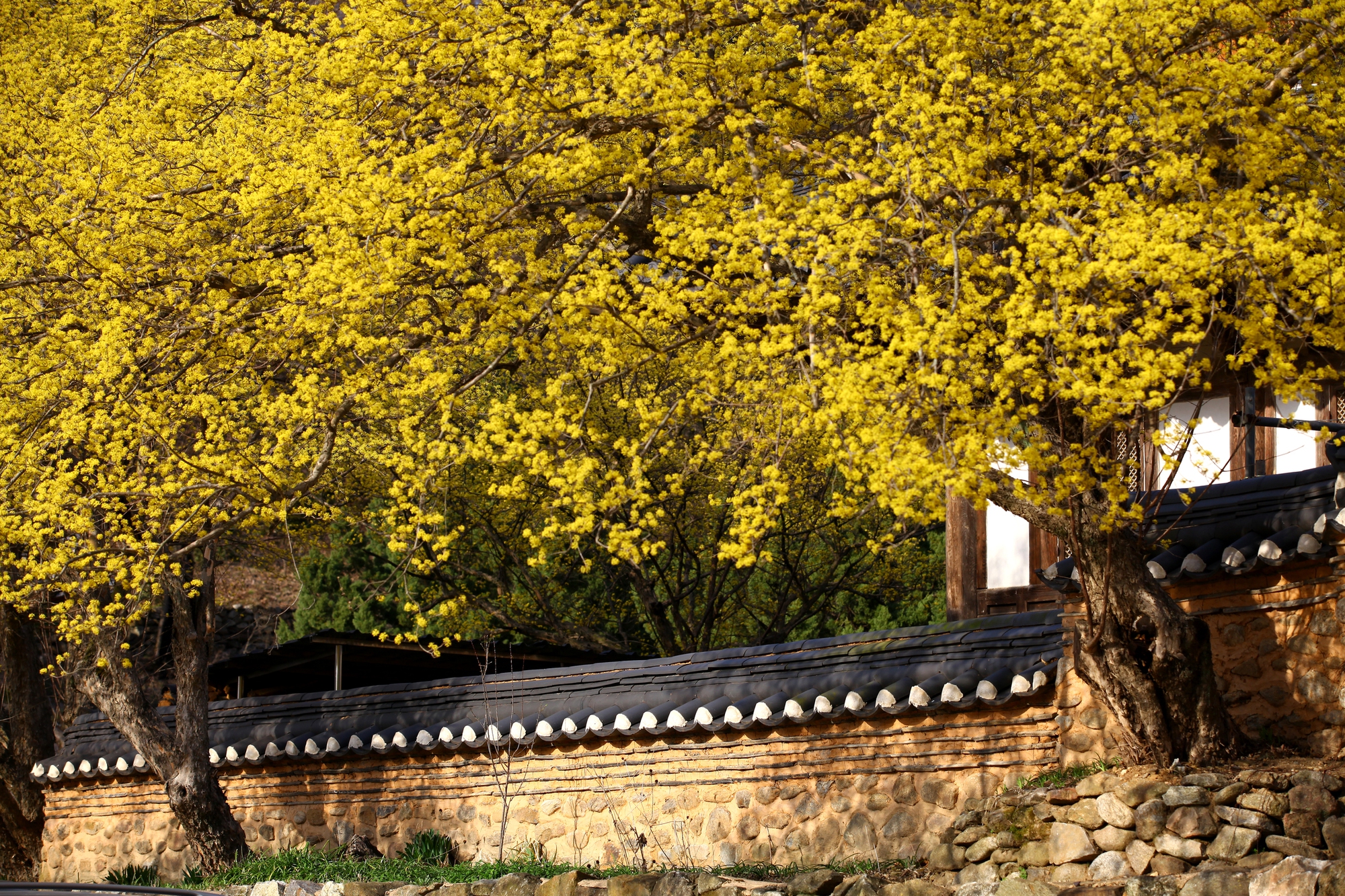Cẩm nang cho người chơi hệ 'hoa lá cành' khi Hàn Quốc vào Xuân - Ảnh 32.