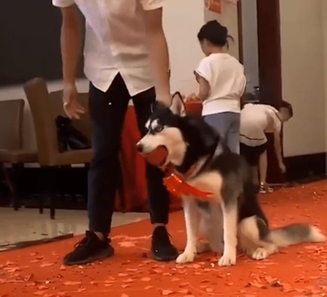 Tin tưởng để chó Husky giao nhẫn trong ngày cưới, chủ nhân tăng xông với màn thực hành của chó cưng - Ảnh 1. Tin tưởng để chó Husky giao nhẫn trong ngày cưới, chủ nhân tăng xông với màn thực hành của chó cưng - Ảnh 1.