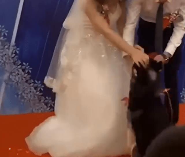 Tin tưởng để chó Husky giao nhẫn trong ngày cưới, chủ nhân tăng xông với màn thực hành của chó cưng - Ảnh 2. Tin tưởng để chó Husky giao nhẫn trong ngày cưới, chủ nhân tăng xông với màn thực hành của chó cưng - Ảnh 2.