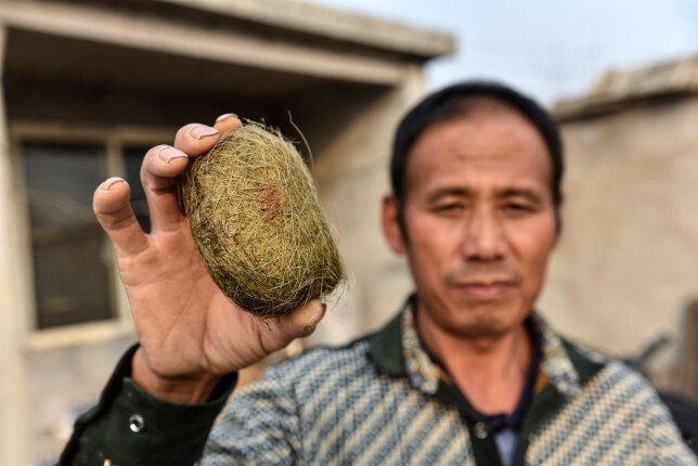 Một vật thể lạ trong bụng con lợn được Trung Quốc coi như báu vật, săn lùng với giá hàng tỷ đồng: Cơn sốt rộ lên cả ở Việt Nam - Ảnh 1.