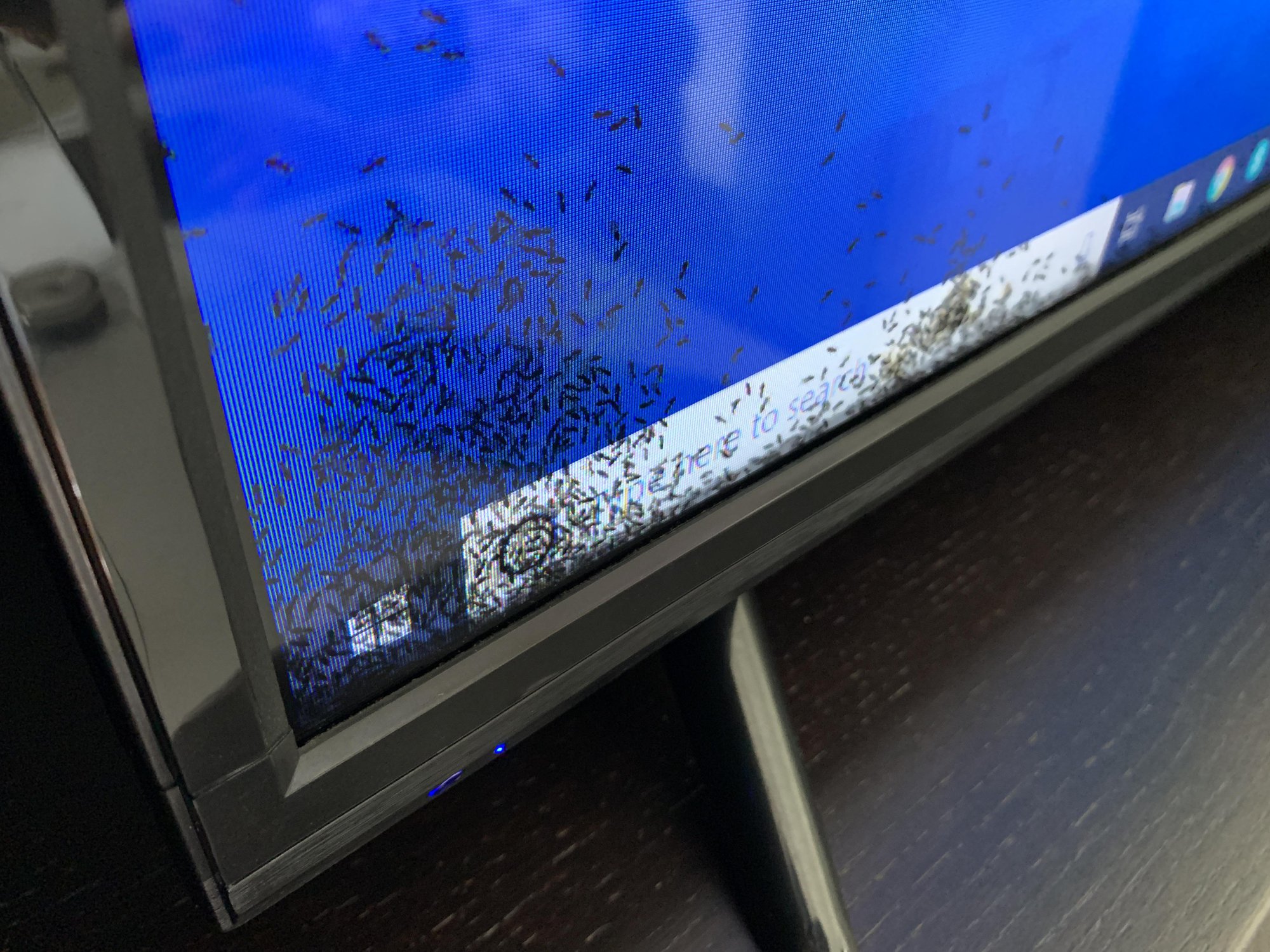 This is not a fake. An ant's nest un the screen of my meeting room. [OC] |  /r/MildlyInfuriating | Mildly Infuriating | Know Your Meme
