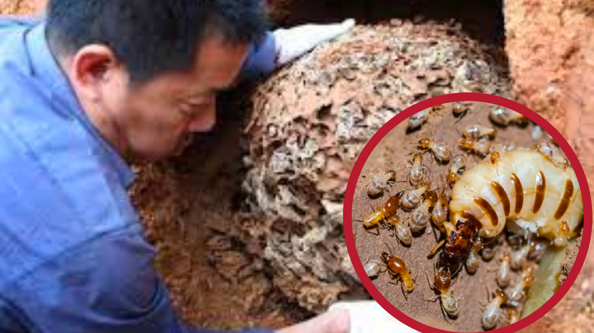 Loài vật nhỏ bằng con kiến nhưng đe dọa cả một con đập ở Trung Quốc: Có sức mạnh “ăn mòn” sắt thép, gây thiệt hại hàng triệu USD