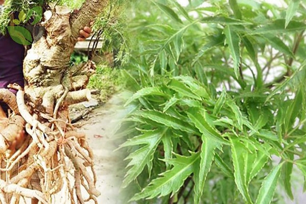 Một loại cây ở Việt Nam mệnh danh là 'nhân sâm của người nghèo', Trung Quốc sẵn sàng trả giá hàng chục triệu đồng để thu mua - Ảnh 1.