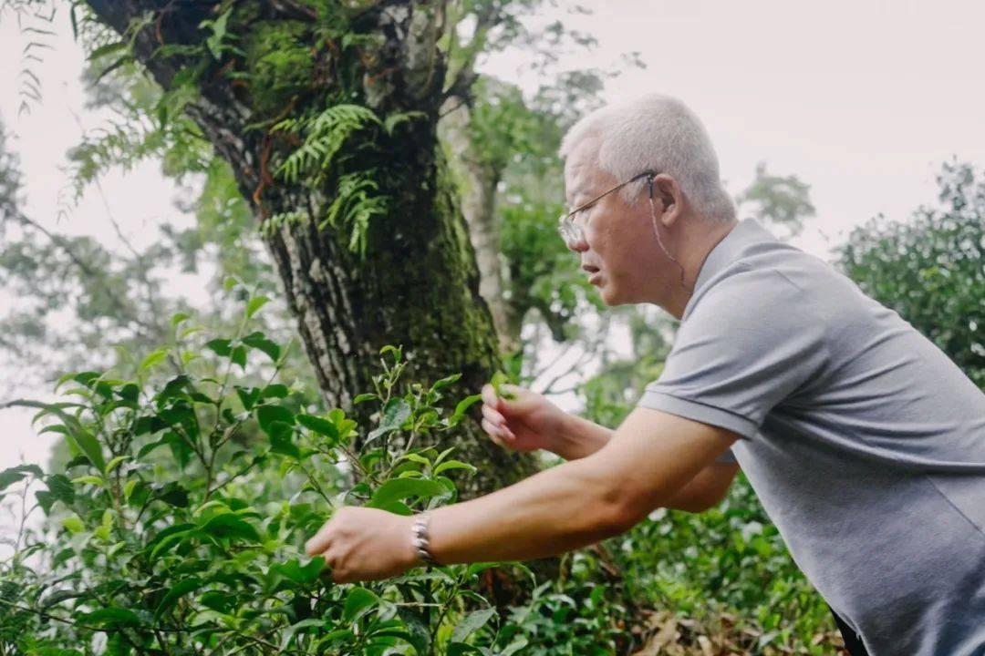 Cụ ông quái gở ẩn cư trong rừng sâu suốt 20 năm, mỗi ngày liều mạng đi tìm thức quà trân quý bán cho người có tâm hồn trà nghệ - Ảnh 1.