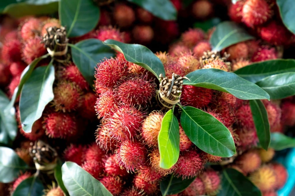 Chuyên trang du lịch nêu 8 loại quả ngon nhất của Việt Nam: Quả được mệnh danh là vua trái cây lại khiến nhiều người e ngại - Ảnh 2.