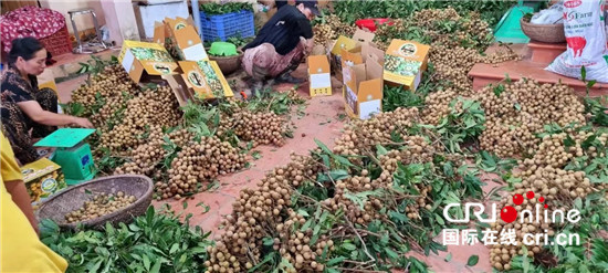 Xuất khẩu &quot;đặc sản vương giả&quot; sang Trung Quốc: Nông dân Việt Nam thắng lớn, lãi đậm - Một vườn thu về gần 2 tỉ đồng - Ảnh 1.