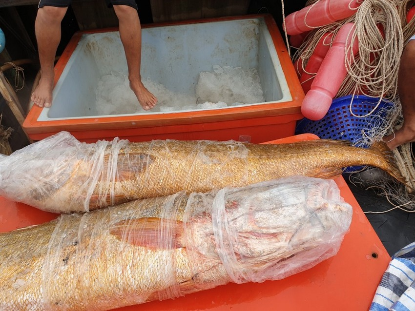 Loài cá Việt từng được dân Trung Quốc chi tiền tỷ để săn bằng được: Nguyên nhân là do 1 thứ quý hơn vàng trong bụng‏ - Ảnh 2.