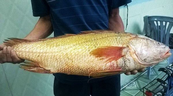 Loài cá Việt từng được dân Trung Quốc chi tiền tỷ để săn bằng được: Nguyên nhân là do 1 thứ quý hơn vàng trong bụng‏ - Ảnh 1.
