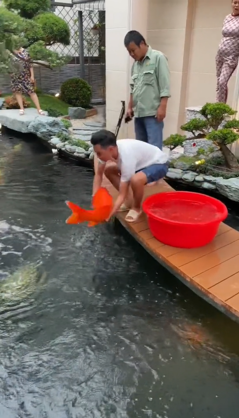 Thú vui đốt tiền của đại gia Việt: Xây nhà cho cá Koi bơi lội, xem quá trình hoàn thiện mà netizen trầm trồ - Ảnh 15.