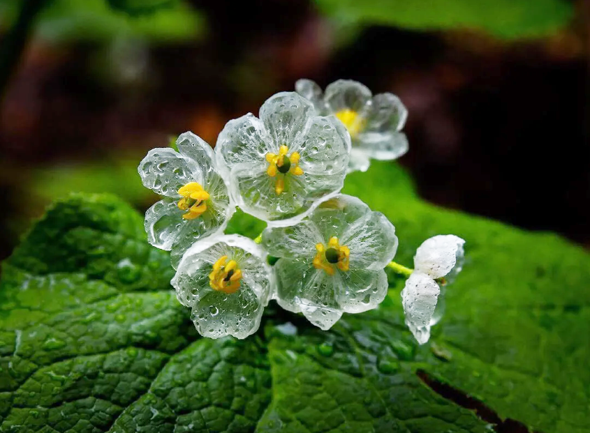 Loài hoa quý hiếm nhất nhì hành tinh cứ trời mưa là tàng hình, đẹp lộng lẫy như tinh linh trong truyện tranh Nhật Bản  - Ảnh 1.