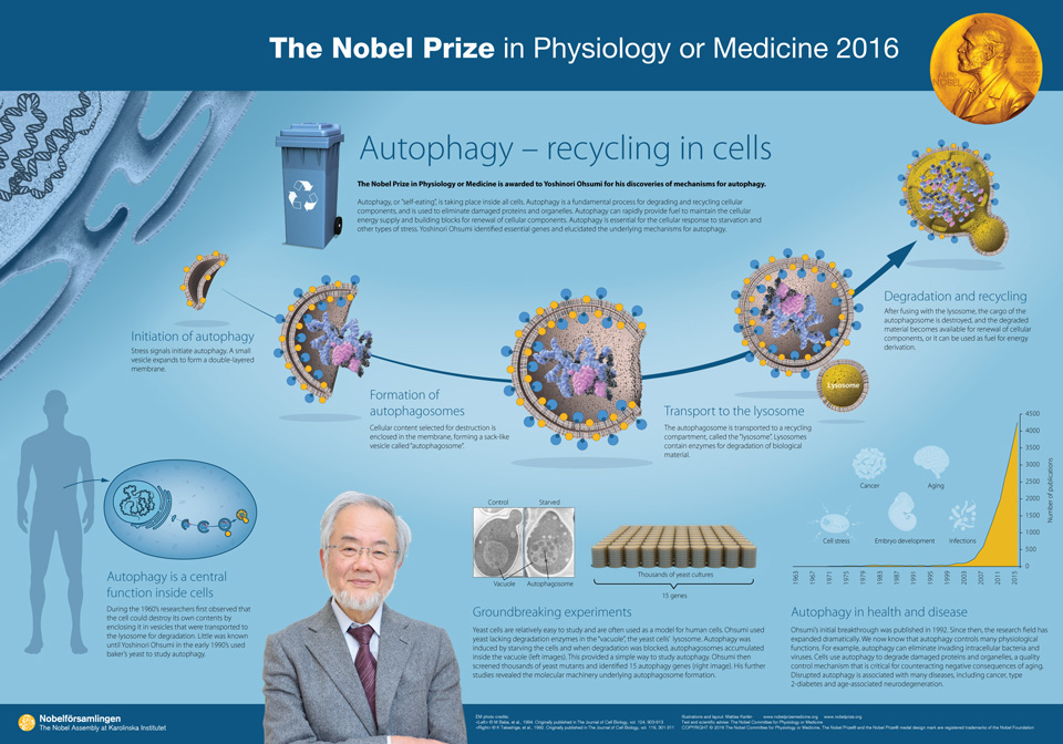 Cơ chế tự thực bào Autophagy và sự đột phá trong ngành Dược mỹ phẩm - Ảnh 1.