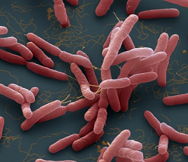 Hàn Quốc báo cáo ca tử vong đầu tiên do vi khuẩn 'ăn thịt người' trong năm 2024 - Ảnh 1.