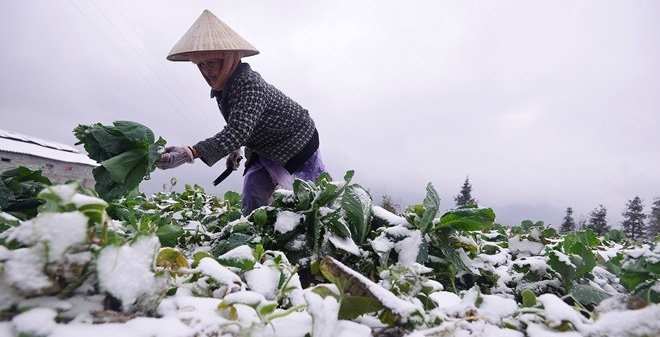 Thủ tướng Chính phủ chỉ đạo chủ động phòng, chống rét đậm, rét hại kéo dài - Ảnh 1.