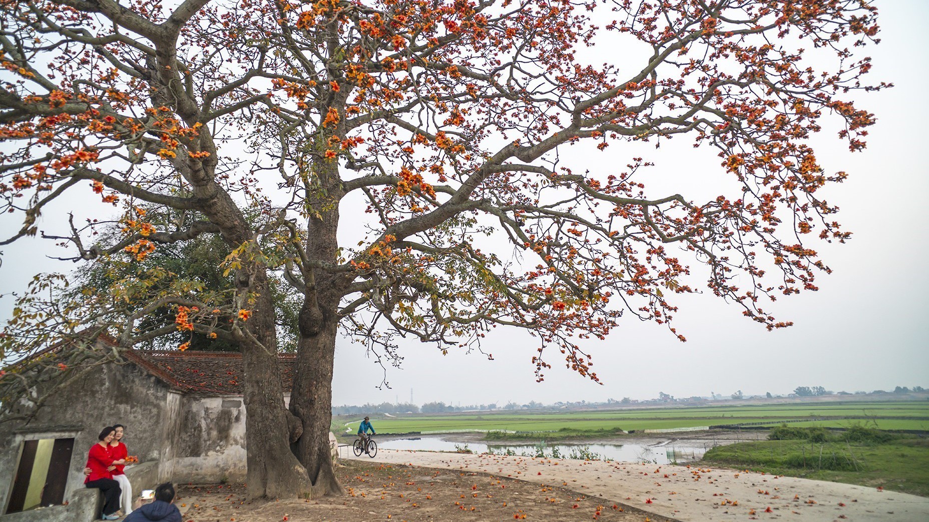 Vì một miền quê đáng sống: Cây gạo - "Biểu tượng sống" lặng thầm của làng quê