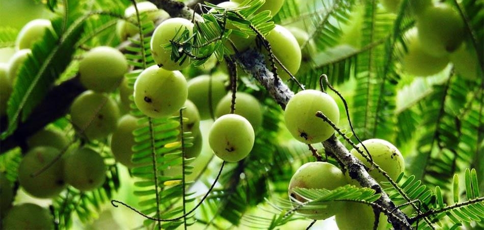 Ngẫm ngợi cuối tuần: Phận của mỗi loài cây - Ảnh 1.