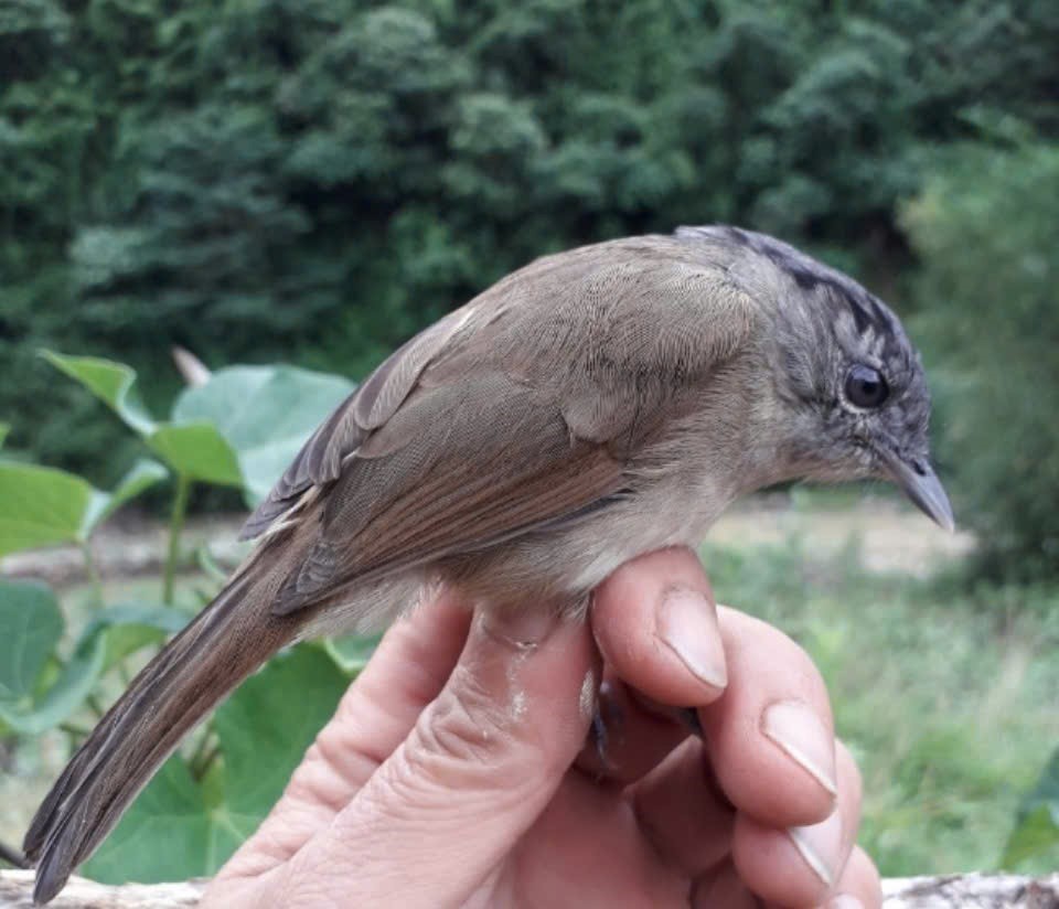 Trải nghiệm &quot;thế giới thu nhỏ&quot; của Khu dự trữ sinh quyển Pù Huống - Ảnh 2.