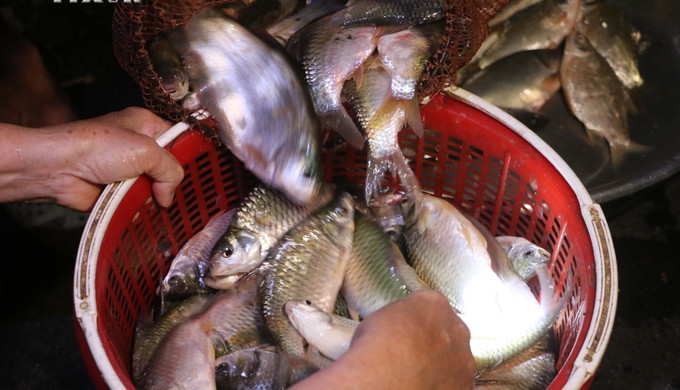 Phiên chợ độc đáo ở vùng sông nước miền Tây - Ảnh 3. Phiên chợ độc đáo ở vùng sông nước miền Tây - Ảnh 3.