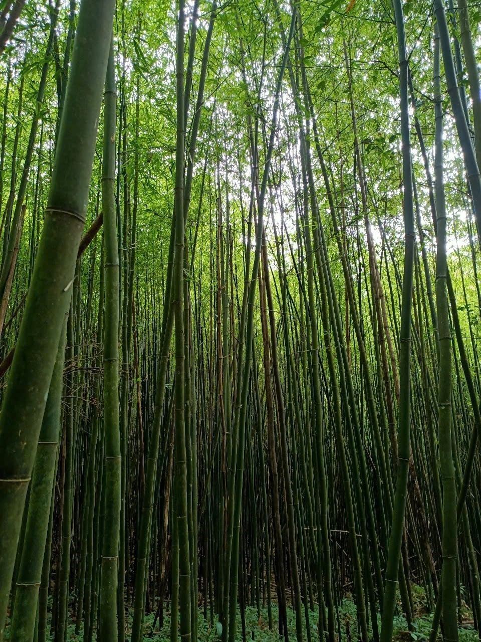 Đánh thức tiềm năng du lịch sinh thái rừng đặc dụng Pù Luông - Ảnh 5.