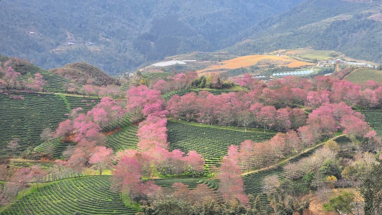 Sa Pa vào mùa mai anh đào khoe sắc