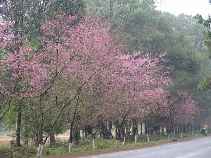Măng Đen đón khách ngắm hoa anh đào với nhiều hoạt động đặc sắc - Ảnh 1.