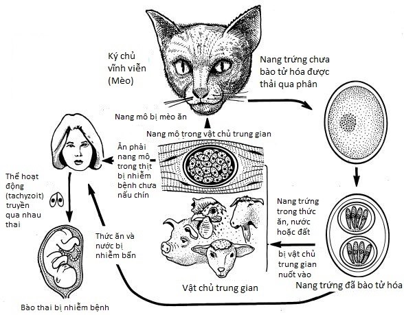 Toxoplasma - mối nguy hiểm cho đôi mắt từ thịt sống và phân mèo - Ảnh 2.