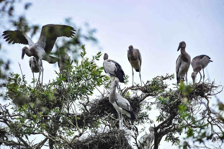 Ngày Quốc tế đa dạng sinh học (22/5): “Sống hài hòa với thiên nhiên và phát triển bền vững” - Ảnh 19.
