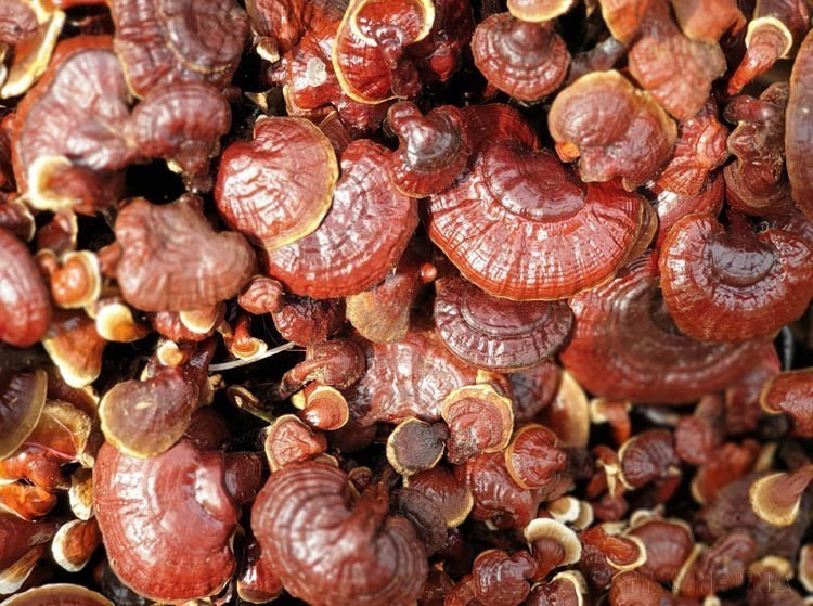 Ngày Quốc tế đa dạng sinh học (22/5): “Sống hài hòa với thiên nhiên và phát triển bền vững” - Ảnh 18.