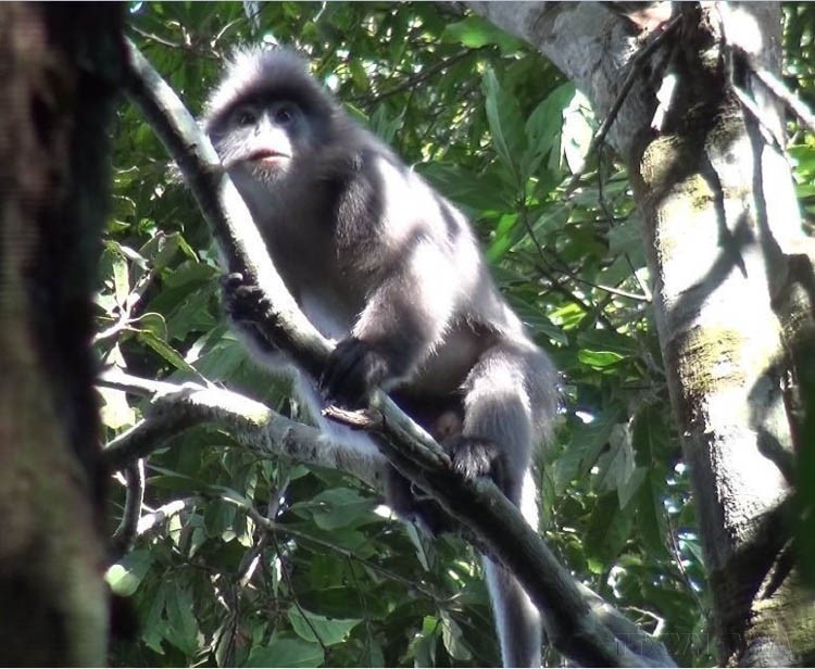 Ngày Quốc tế đa dạng sinh học (22/5): “Sống hài hòa với thiên nhiên và phát triển bền vững” - Ảnh 7.