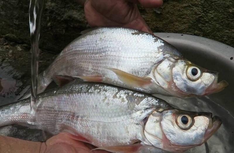 Giới thiệu Cá Ngão - Đặc sản núi rừng Tây Bắc không nên bỏ qua - Ảnh 1.