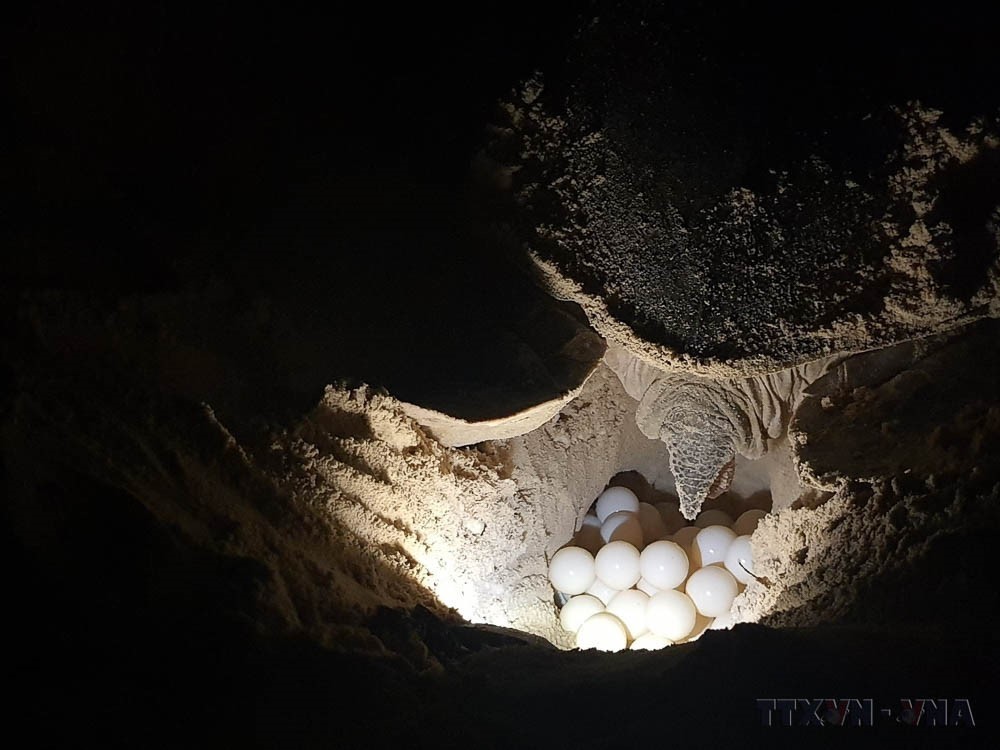 Những hình ảnh tuyệt đẹp về hệ sinh thái biển đảo Việt Nam - Ảnh 11. Những hình ảnh tuyệt đẹp về hệ sinh thái biển đảo Việt Nam - Ảnh 11.