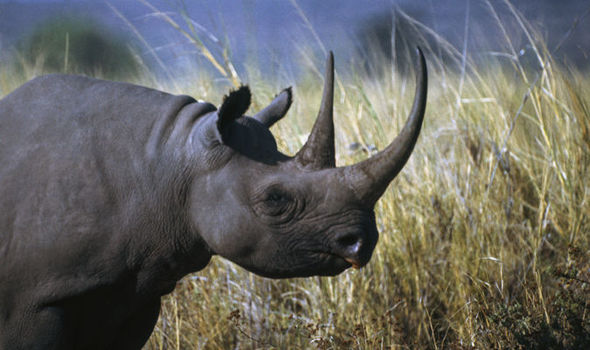 Namibia xây dựng khu bảo tồn tê giác đen lớn nhất thế giới - Ảnh 1. Namibia xây dựng khu bảo tồn tê giác đen lớn nhất thế giới - Ảnh 1.