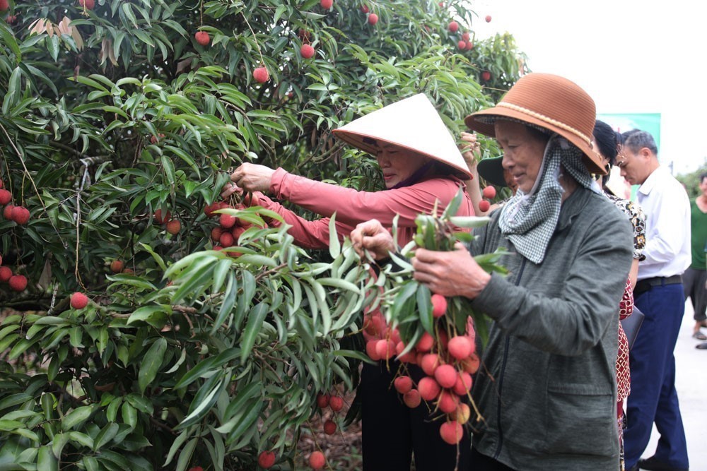 Hải Phòng ước thu khoảng 1.750 tỷ đồng từ vụ vải thiều năm 2025 - Ảnh 2.