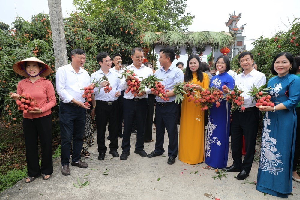 Hải Phòng ước thu khoảng 1.750 tỷ đồng từ vụ vải thiều năm 2025 - Ảnh 1.