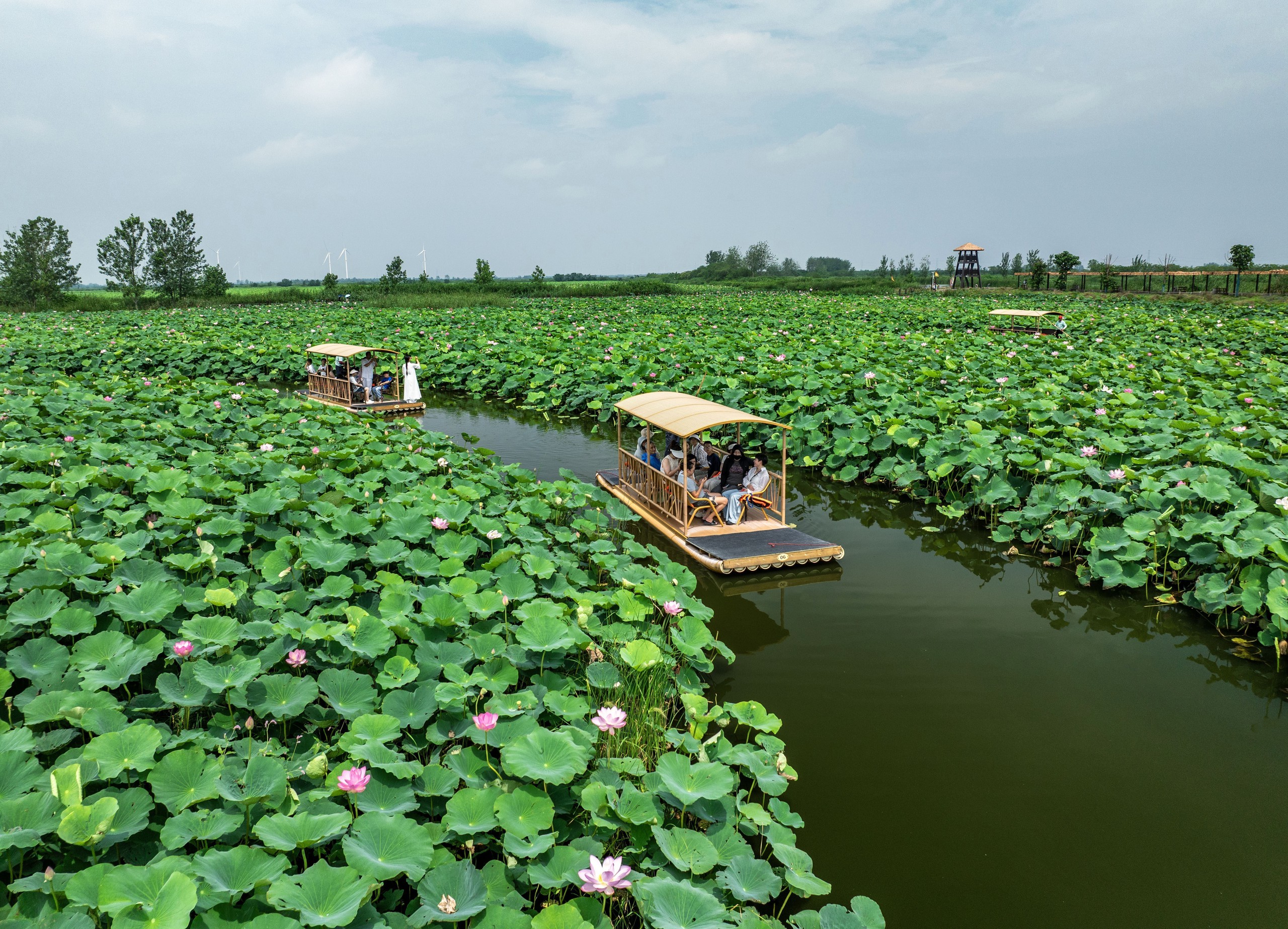 Giang Tô (Trung Quốc) mùa hoa sen nở - Ảnh 5. Giang Tô (Trung Quốc) mùa hoa sen nở - Ảnh 5.