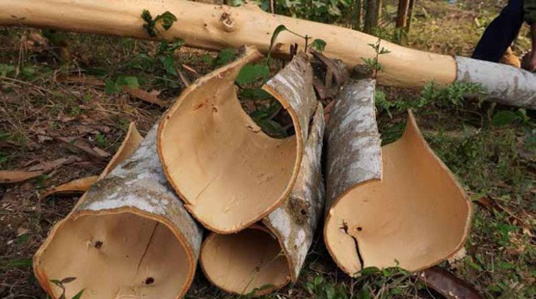 Vỏ cây - Hướng đi mới trong nỗ lực thay thế thuốc trừ sâu hóa học - Ảnh 1.