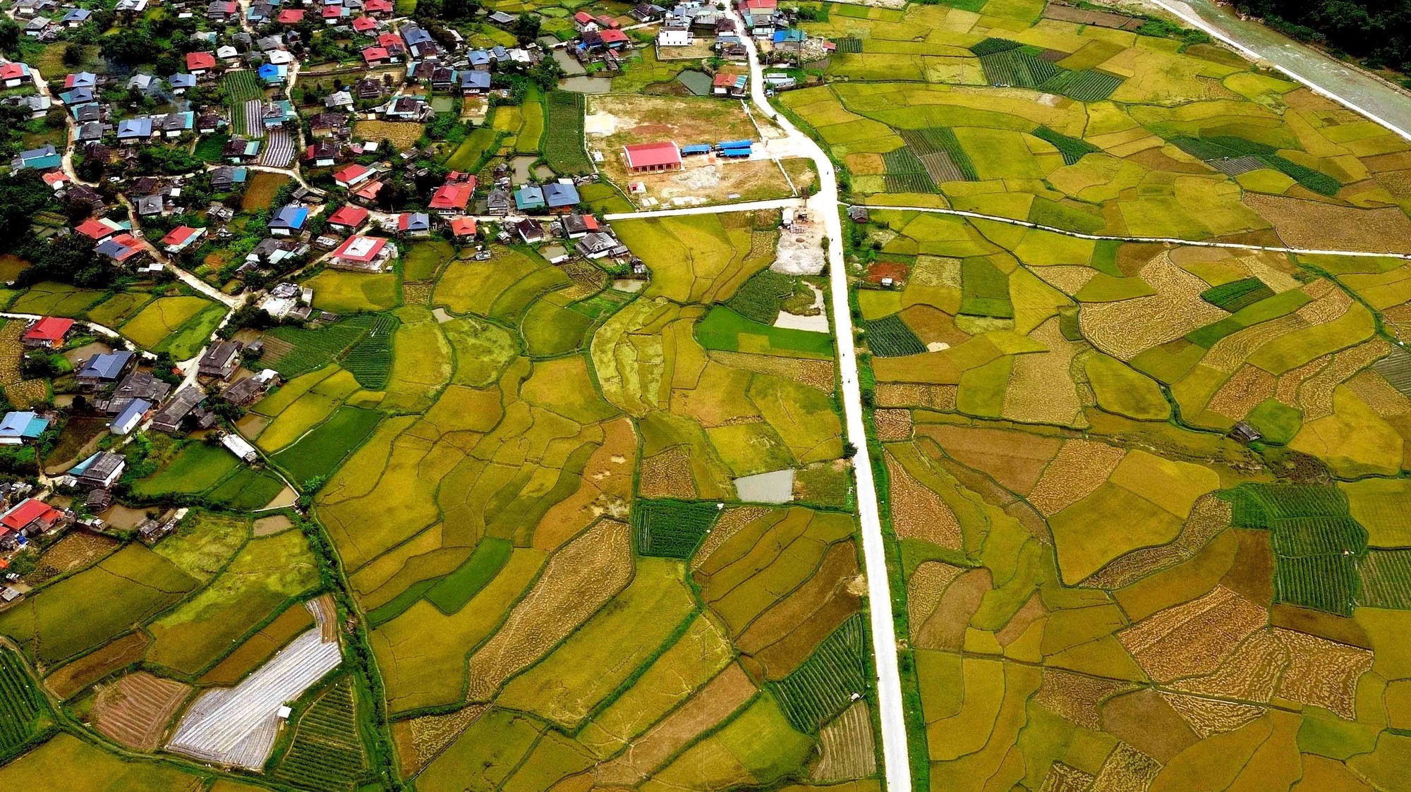 Mùa vàng ở Ngọc Chiến, Sơn La