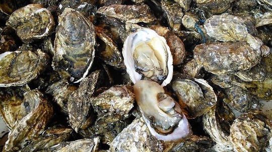 Nghiên cứu mới: Nuôi hàu giúp giảm CO₂, cung cấp nguồn thực phẩm bền vững