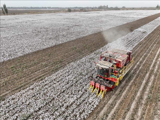 Trung Quốc ra mắt mô hình AI mới cho nông nghiệp - Ảnh 1.