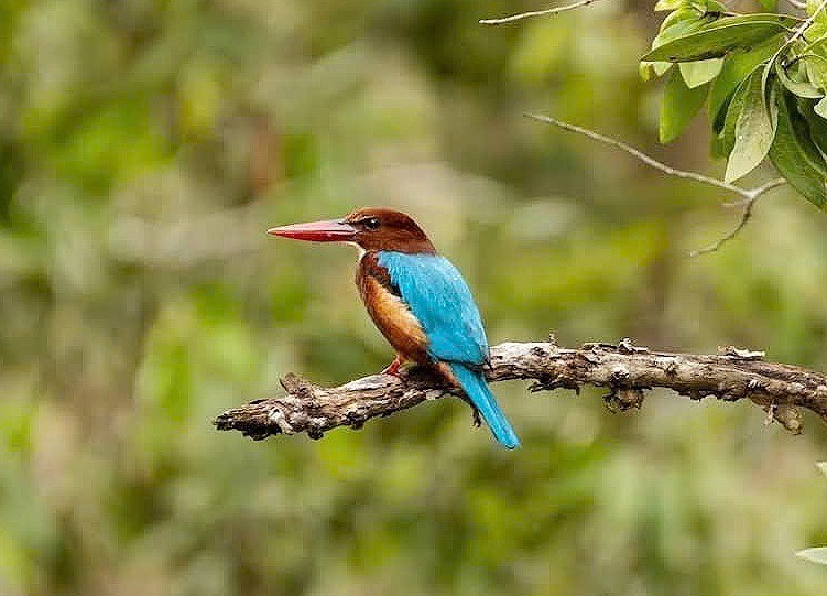 An Giang: Khu du lịch sinh thái Rừng tràm Trà Sư hướng đến phát triển du lịch sinh thái bền vững - Ảnh 7.