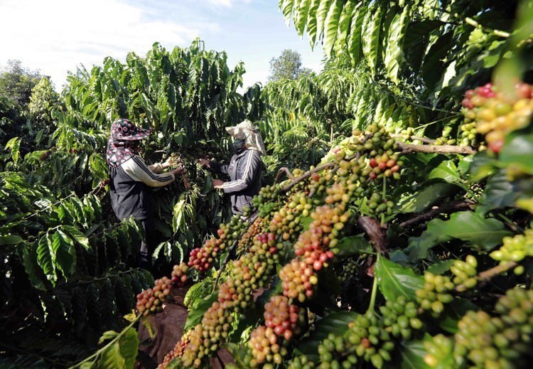 Thời tiết ngày 25/1: Bắc Bộ rét, sáng sớm có mưa phùn và sương mù - Ảnh 2.