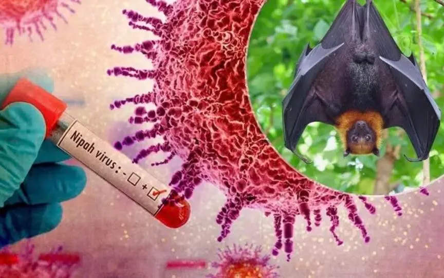 Philippines cảnh báo người dân về virus Nipah - Ảnh 1.