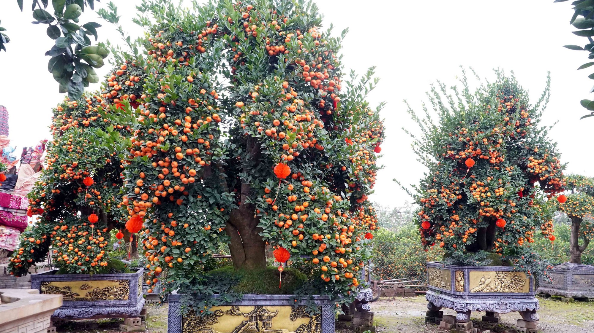 Nông dân Hưng Yên làm giàu từ nghề trồng hoa, cây cảnh