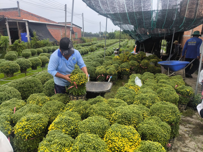 Các làng hoa, cây cảnh vào giai đoạn nước rút cho vụ Tết - Ảnh 7.