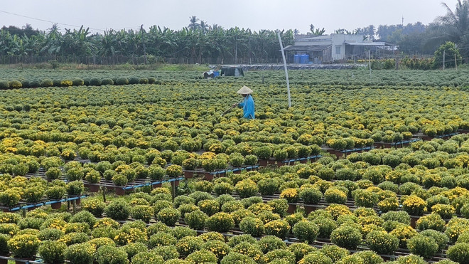 Các làng hoa, cây cảnh vào giai đoạn nước rút cho vụ Tết - Ảnh 6.