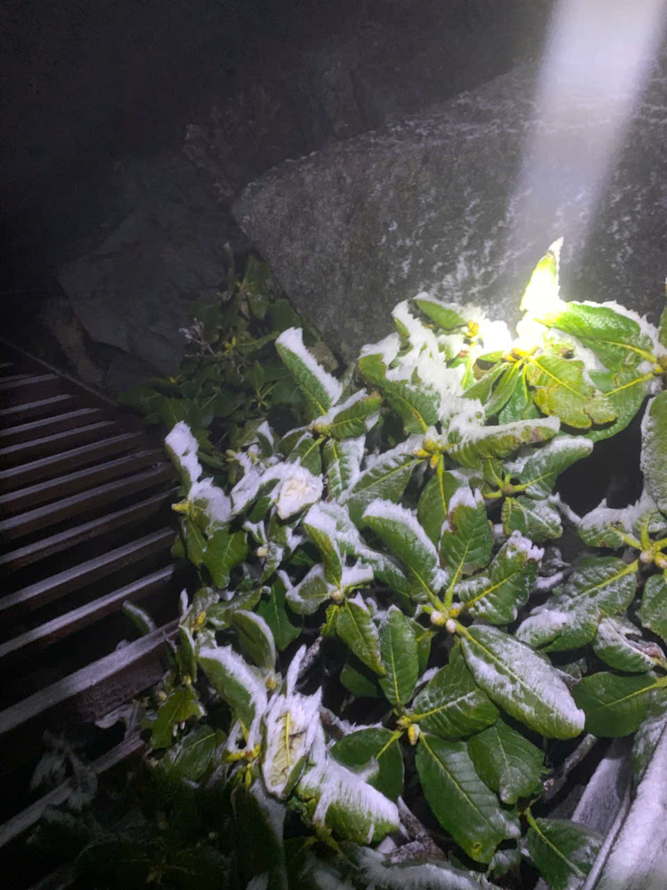  Băng tuyết trên đỉnh Fansipan (Sa Pa) - Ảnh 4.